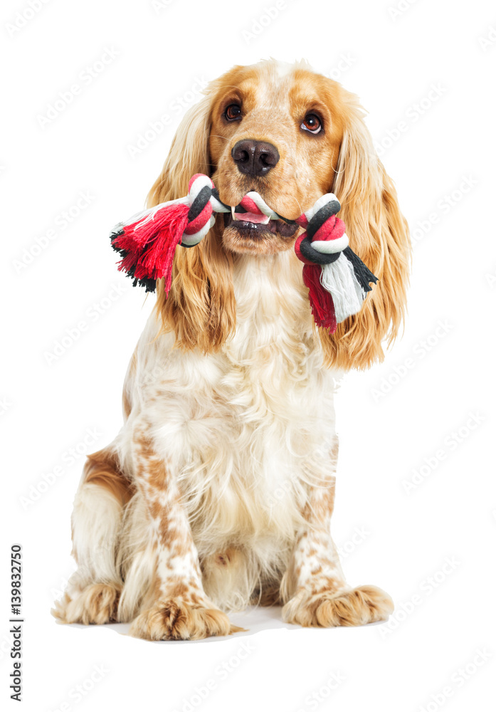Dog and toy in the mouth