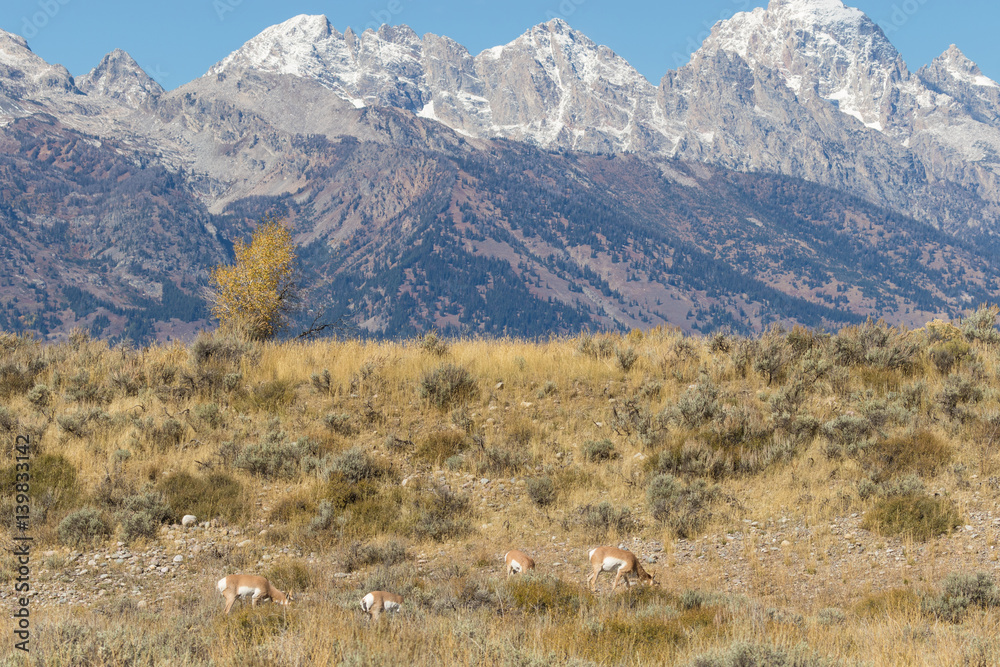 Pronghorns in the Tetons
