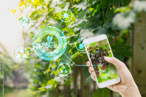 Fotografie hand holding mobile phone inspecting grapes in agriculture garden with concept Modern technologies