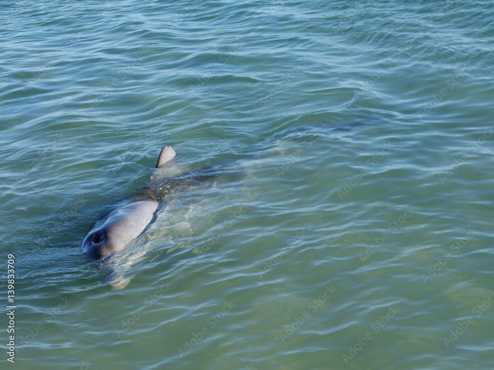 Naklejka premium dolphins