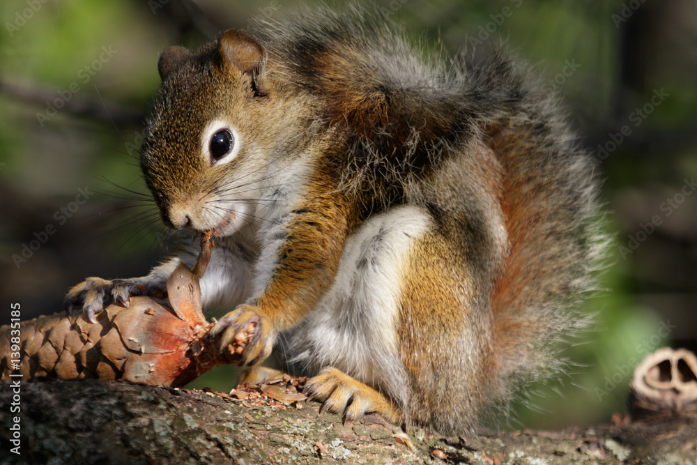 Red Squirrel Red Squirrel