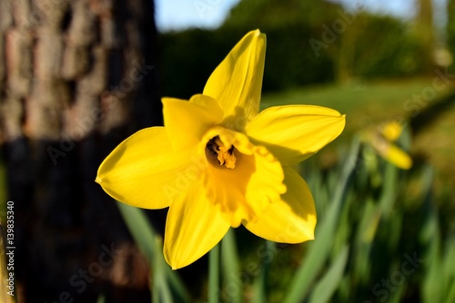 Portrait of wild daffodil
