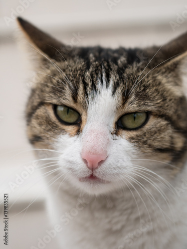 Portrait of a cat face, closeup face