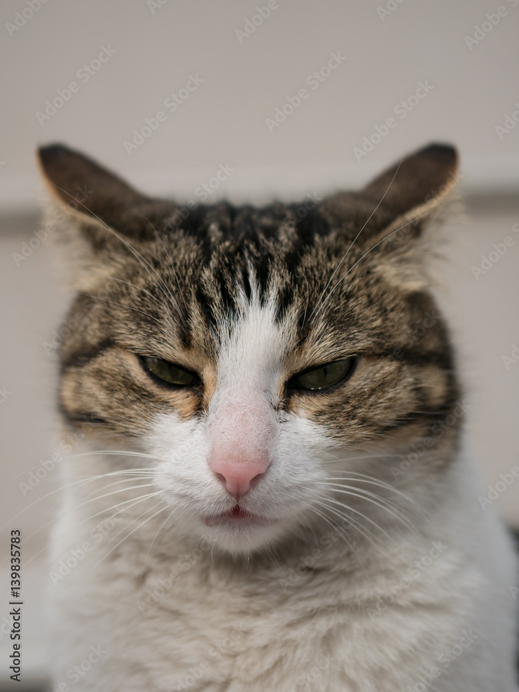 Portrait of a cat face, closeup face