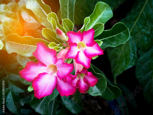 Pink bignonia with  lighting photo