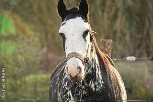 Photography Portrait of a criollo horse in a field in argentina