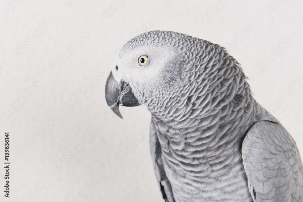 Obraz premium parrot in studio
