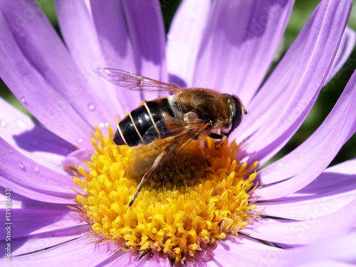 bee in the flower