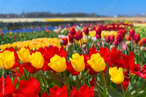 Dutch landscape with colorful tulips in the fields
