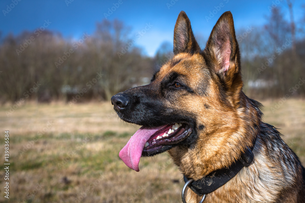 Deutscher Schäferhund Deutscher Schäferhund