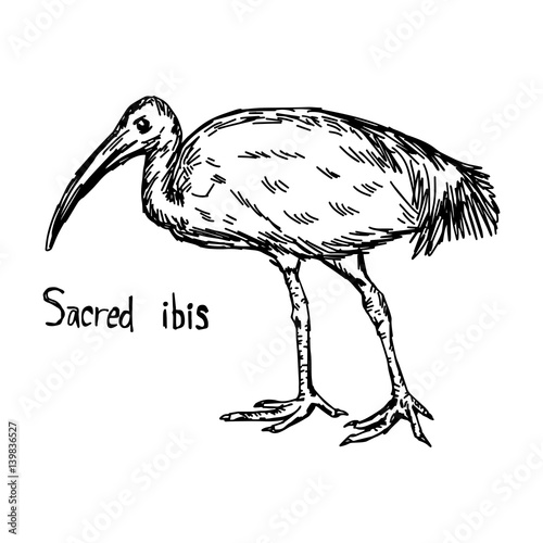 Sacred ibis walking - vector illustration sketch hand drawn with black lines, isolated on white background photo