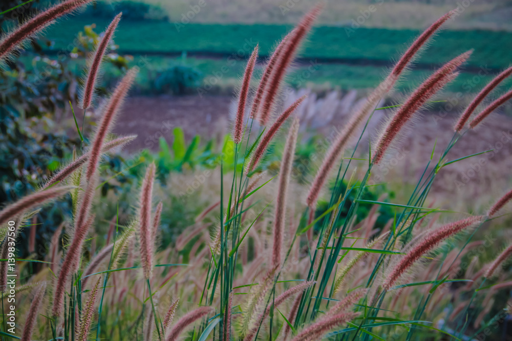 Obraz premium Abstract soft blurred of Pennisetum pedicellatum, desho grass, desho,Paragrass, buffalograss, panicum grass,Brachiaria mutica, grass dancing in the breeze with pastel colorful style tone.
