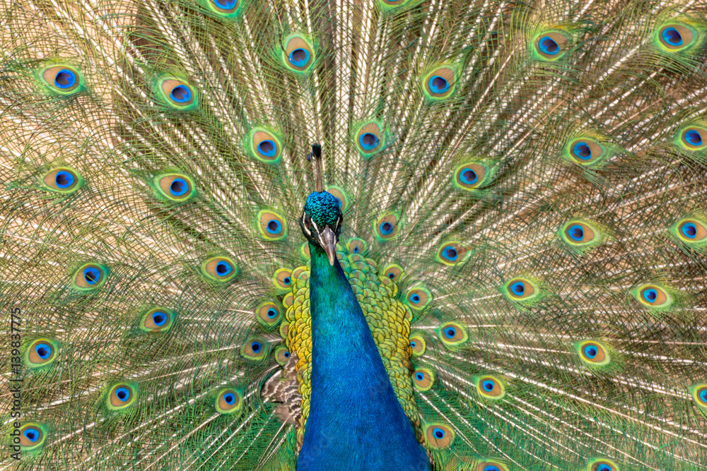 Obraz premium Closeup of a male peacock spreading his feathers