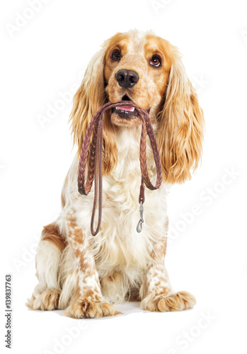 Dog and leash in the teeth