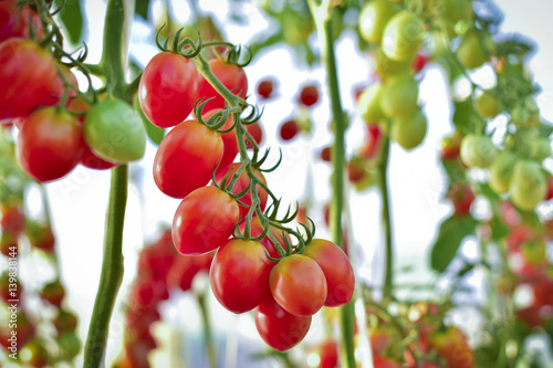 branch of fresh yellow cherry tomatoes hanging on trees in organic farm, Solanum, lycopersicum