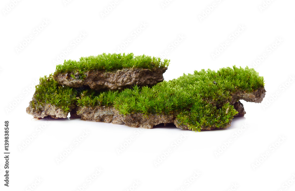 Fototapeta premium Green moss isolated on white bakground