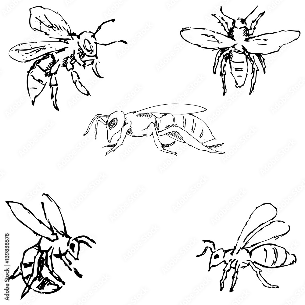 Flies. Sketch by hand. Pencil drawing. Vector image Flies. Sketch by hand. Pencil drawing. Vector image