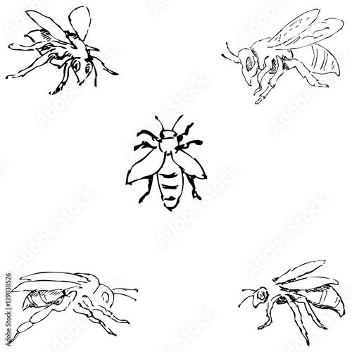 Flies. Sketch by hand. Pencil drawing. Vector image © krokus312