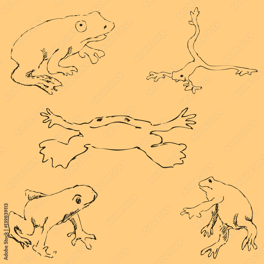 Frogs. Sketch by hand. Pencil drawing by hand. Vector image. The image is thin lines. Vintage