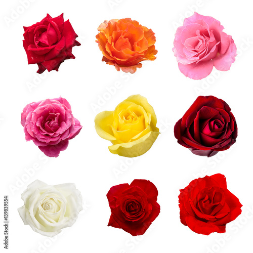 colection of nine beautiful rose flower isolated on white background contain white, red, yellow and pink rose flower