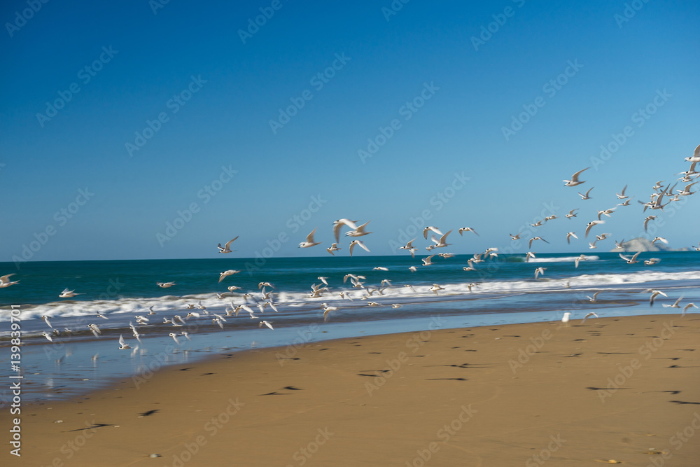 Obraz premium Flock of common gulls. Seagulls flying over beach.