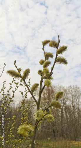Pussy willow on early spring