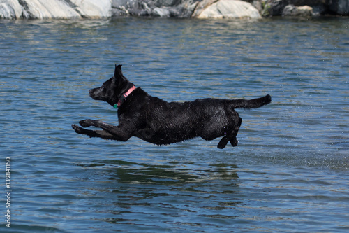 Labrador Reteiver Diving