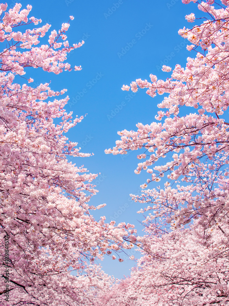 Rosa Kirschblüte im Frühling als Hintergrund