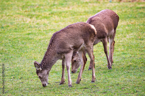 Deer on grassland  Abruzzo  Italy