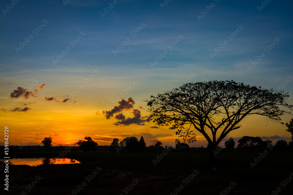 Big tree silhouette on sunset  sky