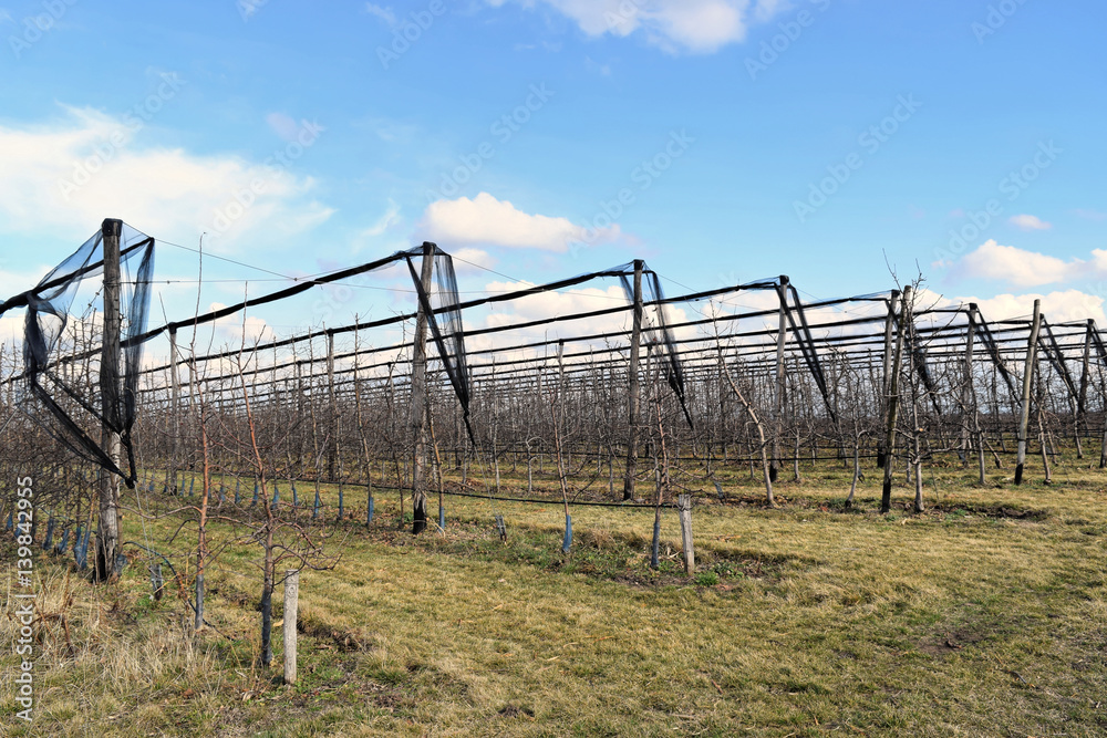 Modern cherry orchard in early spring