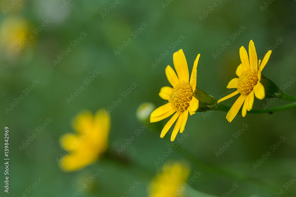 Obraz premium yellow daisy flower on green