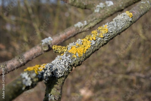 old tree branch with moss