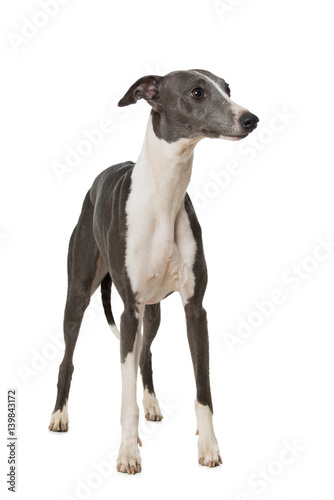 Stehender Whippet