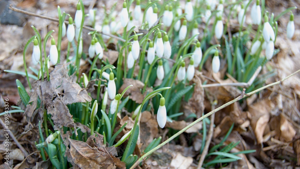 detail of white snowdrops in blossom detail of white snowdrops in blossom