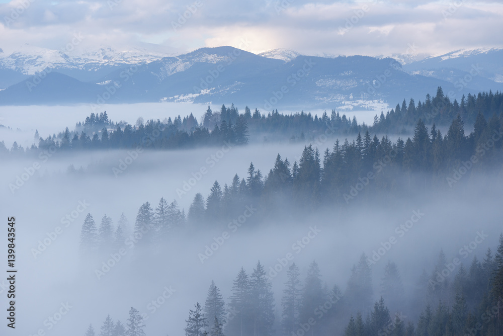 Mountain landscape with fir forest and fog