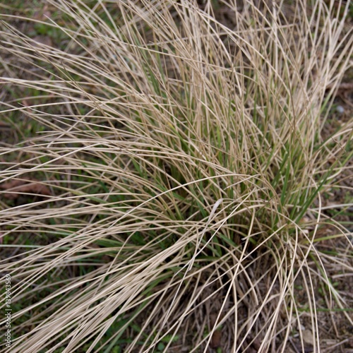 detail of a bunch of dry grass