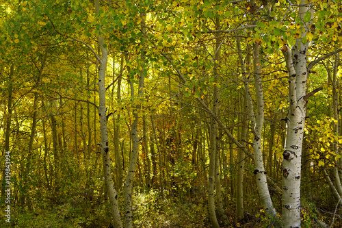 Aspens © Linda