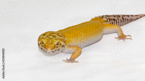 Leopard Gecko