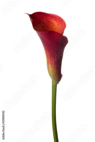 Fotografía Red Calla lilly isolated on white background