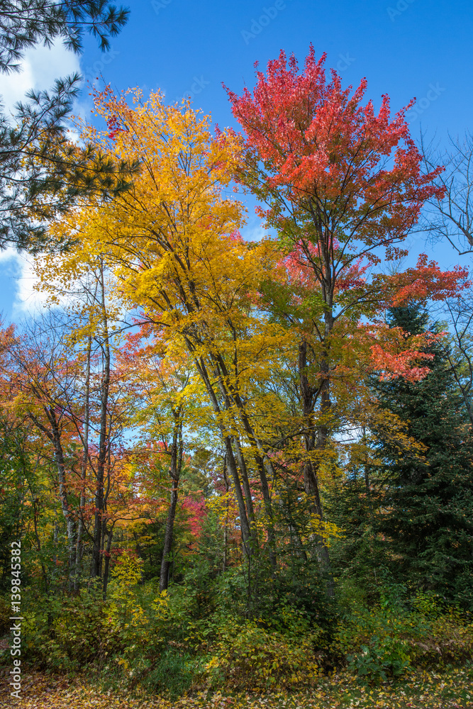 Obraz premium Bonnechere Provincial Park