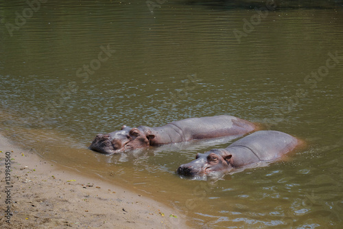 Hippopotamus in the water