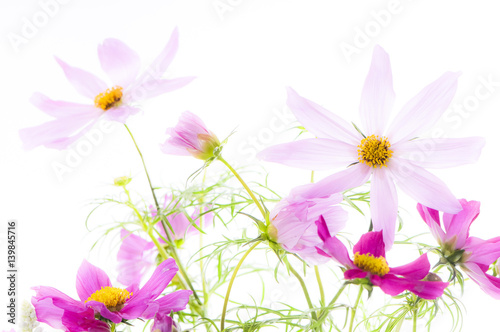 Zarte flieder- und pinkfarbene Cosmea Seashell Blüten vor weißem Hintergrund (Studioaufnahme)
