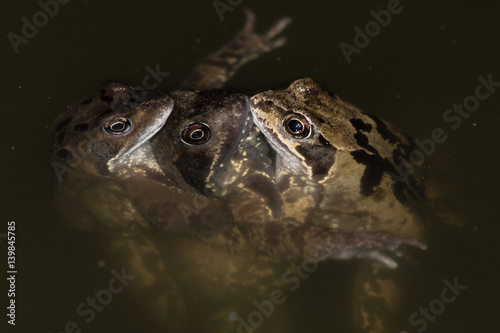 Slika na platnu Three common frogs (Rana temporaria) mating from above