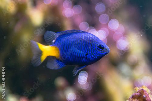 Yellowtail damselfish (Chrysiptera parasema). Popular saltwater aquarium fish from the Indo-Pacific in the family Pomacentridae, aka yellowtail blue damsel and goldtail demoiselle
