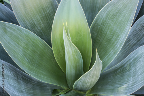 Foto Succulent