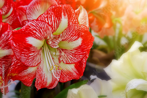 Red amaryllis macro shot.