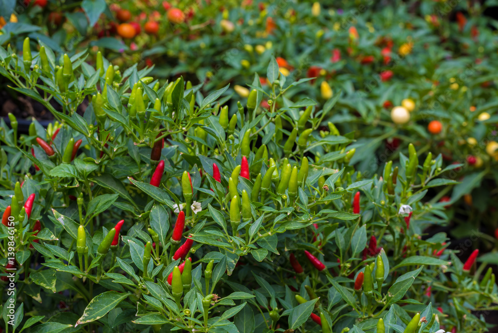 Thai chilli padi is one of the famous ingredients for most of the Thai cuisine.