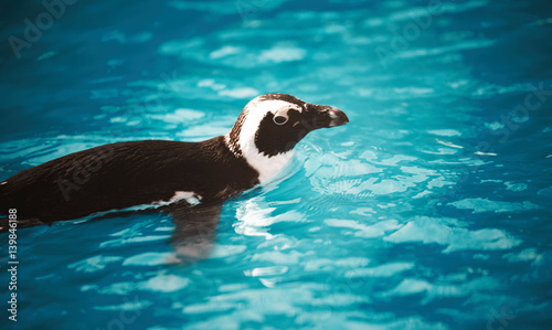 Beautiful penguin swimming in blue water