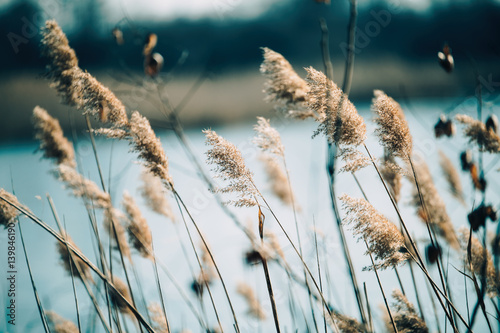 Beautiful reed as background at windy lake photo